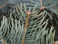 Abies lowiana Strandbaden, Falsterbohalvön, Velinge, Skåne, Sweden 20170406_0004