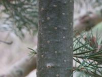 Abies lowiana Strandbaden, Falsterbohalvön, Velinge, Skåne, Sweden 20170406_0005