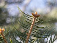 Abies lowiana Strandbaden, Falsterbohalvön, Vellinge, Skåne, Sweden 20170405_0254