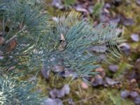 Abies lowiana Strandbaden, Falsterbohalvön, Vellinge, Skåne, Sweden 20170405_0255