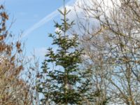 Abies nordmanniana Pinnekulla, Borgholm, Öland, Sweden 20160409_0272