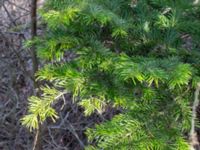 Abies nordmanniana Pinnekulla, Borgholm, Öland, Sweden 20160409_0276