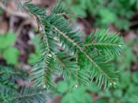 Abies nordmanniana ssp. nordmanniana Ludvigsborg, Hörby, Skåne, Sweden 20190501_0186