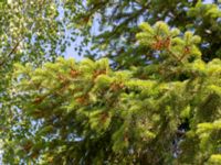 Abies nordmanniana subsp. equi-trojani Ödetomterna, Bunkeflo strandängar, Malmö, Skåne, Sweden 20180608_0022