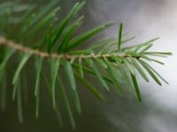 Abies nordmanniana subsp. equi-trojani Terekudden, Bunkeflo strandängar, Malmö, Skåne, Sweden 20161229_0004