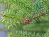 Abies pinsapo Välluv, Helsingborg, Skåne, Sweden 20200618_0010