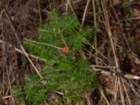 Abies procera Eket, Toarp, Malmö, Skåne, Sweden 20230205_0182