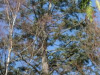 Abies procera Skäftekärr, Böda, Borgholm, Öland, Sweden 20160409_0283