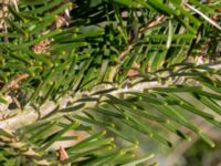 Abies veitchii 900 m SW Västanå, Bromölla, Skåne, Sweden 20180408_0146