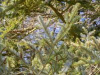 Abies veitchii 900 m SW Västanå, Bromölla, Skåne, Sweden 20180408_0147