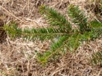 Abies veitchii 900 m SW Västanå, Bromölla, Skåne, Sweden 20180408_0148