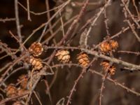 Larix gmelinii var. gmelinii Hällevik, Simrishamn, Skåne, Sweden 20181124_0058