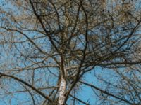 Larix sibirica Skäftekärr, Böda, Borgholm, Öland, Sweden 20160409_0007