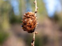 Larix × marschlinsii Lillesjövägen 1.0 km E Östad, Bromölla, Skåne, Sweden 20180408_0170