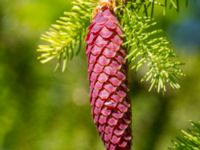 Picea abies Tveta vattenverk, Mörbylånga, Öland, Sweden 20150606_0066