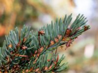 Picea abies ssp. obovata Järavallen, Kävlinge, Skåne, Sweden 20190927_0052