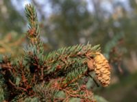 Picea abies ssp. obovata Järavallen, Kävlinge, Skåne, Sweden 20190927_0056