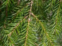 Picea engelmannii Boarp, Össjö, Ängelholm, Skåne, Sweden 20170411_0033