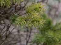 Picea glauca 'Conica' Scoutstugan, Bunkeflo strandängar, Malmö, Skåne, Sweden 20170413_0085