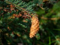 Picea glauca Järavallen, Kävlinge, Skåne, Sweden 20190927_0051