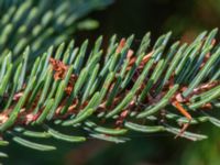 Picea glauca Järavallen, Kävlinge, Skåne, Sweden 20190927_0053