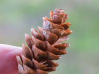 Picea glauca Silvåkrakärret, Lund, Skåne, Sweden 20151031_0068