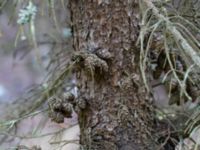 Picea mariana Hörbytippen, Hörby, Skåne, Sweden 20170305_0040