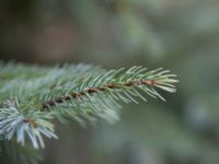 Picea mariana Hörbytippen, Hörby, Skåne, Sweden 20170305_0041