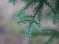 Picea mariana Hörbytippen, Hörby, Skåne, Sweden 20170305_0042