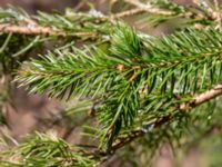 Picea mariana Lillesjövägen 1.0 km E Östad, Bromölla, Skåne, Sweden 20180408_0174