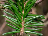 Picea omorika Påarp, Helsingborg, Skåne, Sweden 20180408_0017