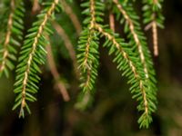 Picea orientalis Hällevik, Simrishamn, Skåne, Sweden 20181124_0018