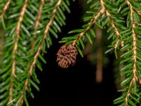 Picea orientalis Hällevik, Simrishamn, Skåne, Sweden 20181124_0019