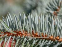 Picea pungens Bäckaforsvägen, Klagshamn, Malmö, Skåne, Sweden 20180908_0042