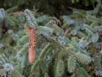 Picea sitchensis Bakdjupet, Skanör, Falsterbonäset, Vellinge, Skåne, Sweden 20151024_0079