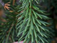 Picea sitchensis Bakdjupet, Skanör, Falsterbonäset, Vellinge, Skåne, Sweden 20151024_0080