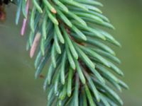 Picea x lutzii Järavallen, Kävlinge, Skåne, Sweden 20190927_0059