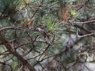 Pinus nigra Akseki new site, Turkey 20120625 122