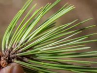 Pinus nigra Påarp, Helsingborg, Skåne, Sweden 20180408_0059