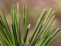 Pinus nigra Påarp, Helsingborg, Skåne, Sweden 20180408_0061