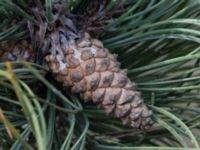 Pinus nigra Strandbaden, Falsterbohalvön, Vellinge, Skåne, Sweden 20170405_0257