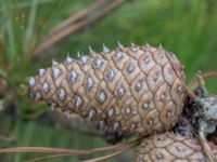 Pinus rigida Strandbaden, Falsterbohalvön, Vellinge, Skåne, Sweden 20170408_0024