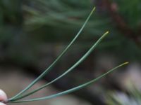 Pinus rigida Strandbaden, Falsterbohalvön, Vellinge, Skåne, Sweden 20170408_0039