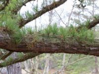 Pinus rigida Strandbaden, Falsterbohalvön, Vellinge, Skåne, Sweden 20170408_0041