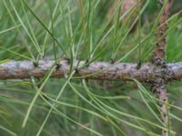 Pinus rigida Strandbaden, Falsterbohalvön, Vellinge, Skåne, Sweden 20170408_0047