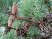 Pinus rigida Strandbaden, Falsterbohalvön, Vellinge, Skåne, Sweden 20170408_0051