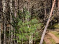 Pinus strobus Böda Sand, Borgholm, Öland, Sweden 20160409_0279