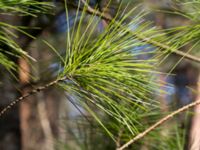 Pinus strobus Böda Sand, Borgholm, Öland, Sweden 20160409_0282