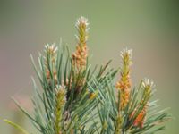 Pinus sylvestris Vombs vattenverk, Lund, Skåne, Sweden 20050607B 088