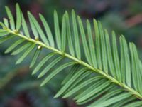 Pseudotsuga menziesii Bälganet, Ronneby, Blekinge, Sweden 20160410_0200